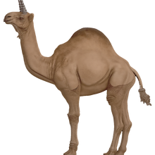 Dromadaire d’Atlas