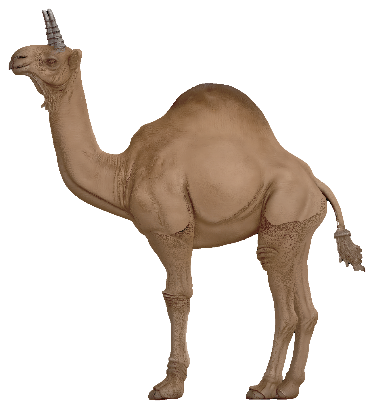 Dromadaire d’Atlas